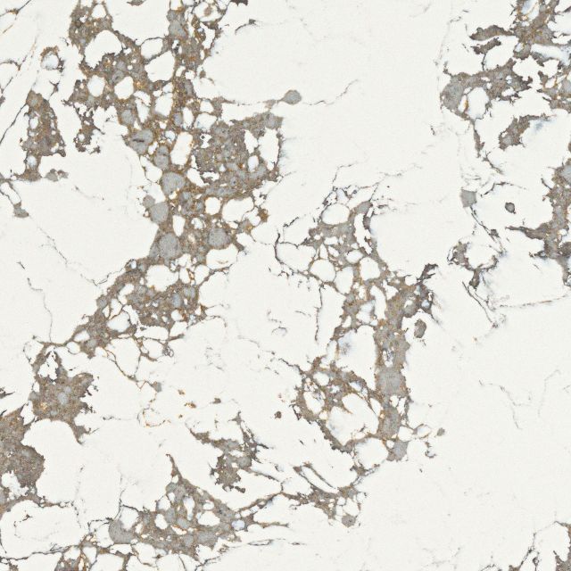 Arctic Arabescato — Daltile ONE Quartz quartz