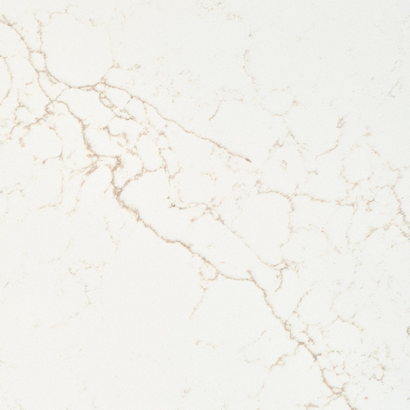 Dorato close-up 1